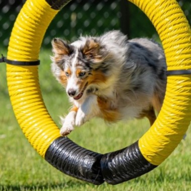 Parc canin - Saint-Albert