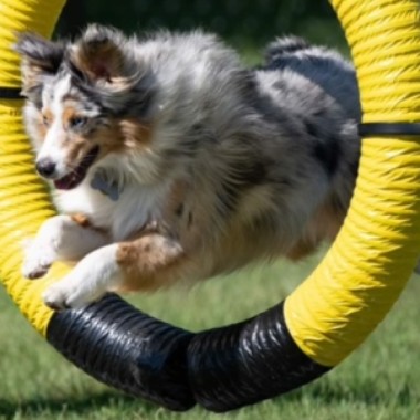 Le parc canin ouvrira ses portes dès le 4 avril 2024
