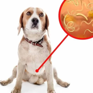Fermeture temporaire du parc d'agilité canine -  Cause du parvovirus canin