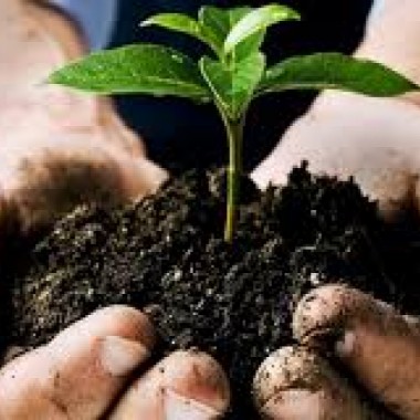 Distribution annuelle de compost et de jeunes plants d'arbre - 19, 20 et 21 mai 2026