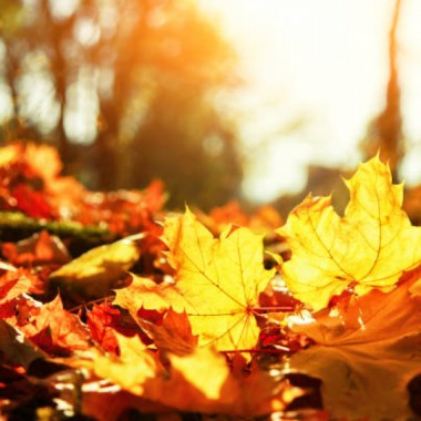 Cueillette de sacs de papier de feuilles - 9 novembre 2026
